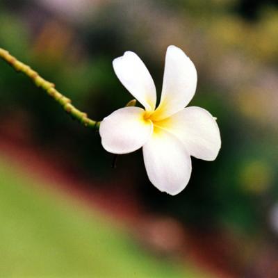 Flower Photography